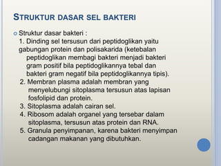 STRUKTUR DASAR SEL BAKTERI
 Struktur dasar bakteri :
1. Dinding sel tersusun dari peptidoglikan yaitu
gabungan protein dan polisakarida (ketebalan
peptidoglikan membagi bakteri menjadi bakteri
gram positif bila peptidoglikannya tebal dan
bakteri gram negatif bila peptidoglikannya tipis).
2. Membran plasma adalah membran yang
menyelubungi sitoplasma tersusun atas lapisan
fosfolipid dan protein.
3. Sitoplasma adalah cairan sel.
4. Ribosom adalah organel yang tersebar dalam
sitoplasma, tersusun atas protein dan RNA.
5. Granula penyimpanan, karena bakteri menyimpan
cadangan makanan yang dibutuhkan.
 