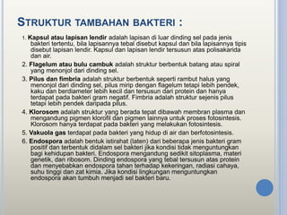 STRUKTUR TAMBAHAN BAKTERI :
1. Kapsul atau lapisan lendir adalah lapisan di luar dinding sel pada jenis
bakteri tertentu, bila lapisannya tebal disebut kapsul dan bila lapisannya tipis
disebut lapisan lendir. Kapsul dan lapisan lendir tersusun atas polisakarida
dan air.
2. Flagelum atau bulu cambuk adalah struktur berbentuk batang atau spiral
yang menonjol dari dinding sel.
3. Pilus dan fimbria adalah struktur berbentuk seperti rambut halus yang
menonjol dari dinding sel, pilus mirip dengan flagelum tetapi lebih pendek,
kaku dan berdiameter lebih kecil dan tersusun dari protein dan hanya
terdapat pada bakteri gram negatif. Fimbria adalah struktur sejenis pilus
tetapi lebih pendek daripada pilus.
4. Klorosom adalah struktur yang berada tepat dibawah membran plasma dan
mengandung pigmen klorofil dan pigmen lainnya untuk proses fotosintesis.
Klorosom hanya terdapat pada bakteri yang melakukan fotosintesis.
5. Vakuola gas terdapat pada bakteri yang hidup di air dan berfotosintesis.
6. Endospora adalah bentuk istirahat (laten) dari beberapa jenis bakteri gram
positif dan terbentuk didalam sel bakteri jika kondisi tidak menguntungkan
bagi kehidupan bakteri. Endospora mengandung sedikit sitoplasma, materi
genetik, dan ribosom. Dinding endospora yang tebal tersusun atas protein
dan menyebabkan endospora tahan terhadap kekeringan, radiasi cahaya,
suhu tinggi dan zat kimia. Jika kondisi lingkungan menguntungkan
endospora akan tumbuh menjadi sel bakteri baru.
 