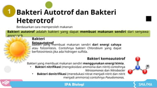 Materi IPA SMA Bakteri Kelas X Kurikulum Merdeka | PPTX