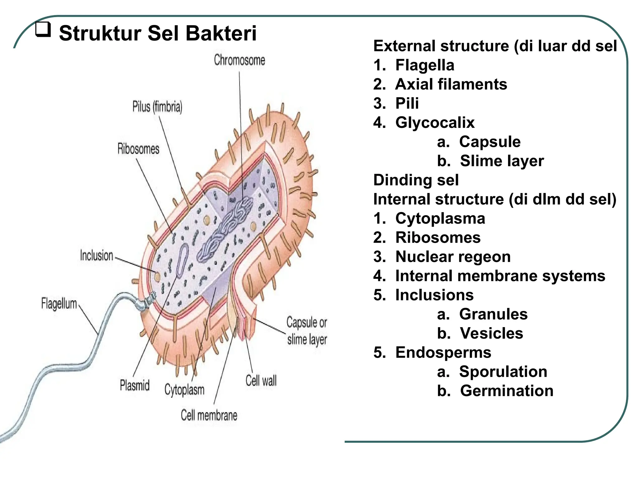  Struktur Sel Bakteri
External structure (di luar dd sel
1. Flagella
2. Axial filaments
3. Pili
4. Glycocalix
a. Capsule
b. Slime layer
Dinding sel
Internal structure (di dlm dd sel)
1. Cytoplasma
2. Ribosomes
3. Nuclear regeon
4. Internal membrane systems
5. Inclusions
a. Granules
b. Vesicles
5. Endosperms
a. Sporulation
b. Germination
 