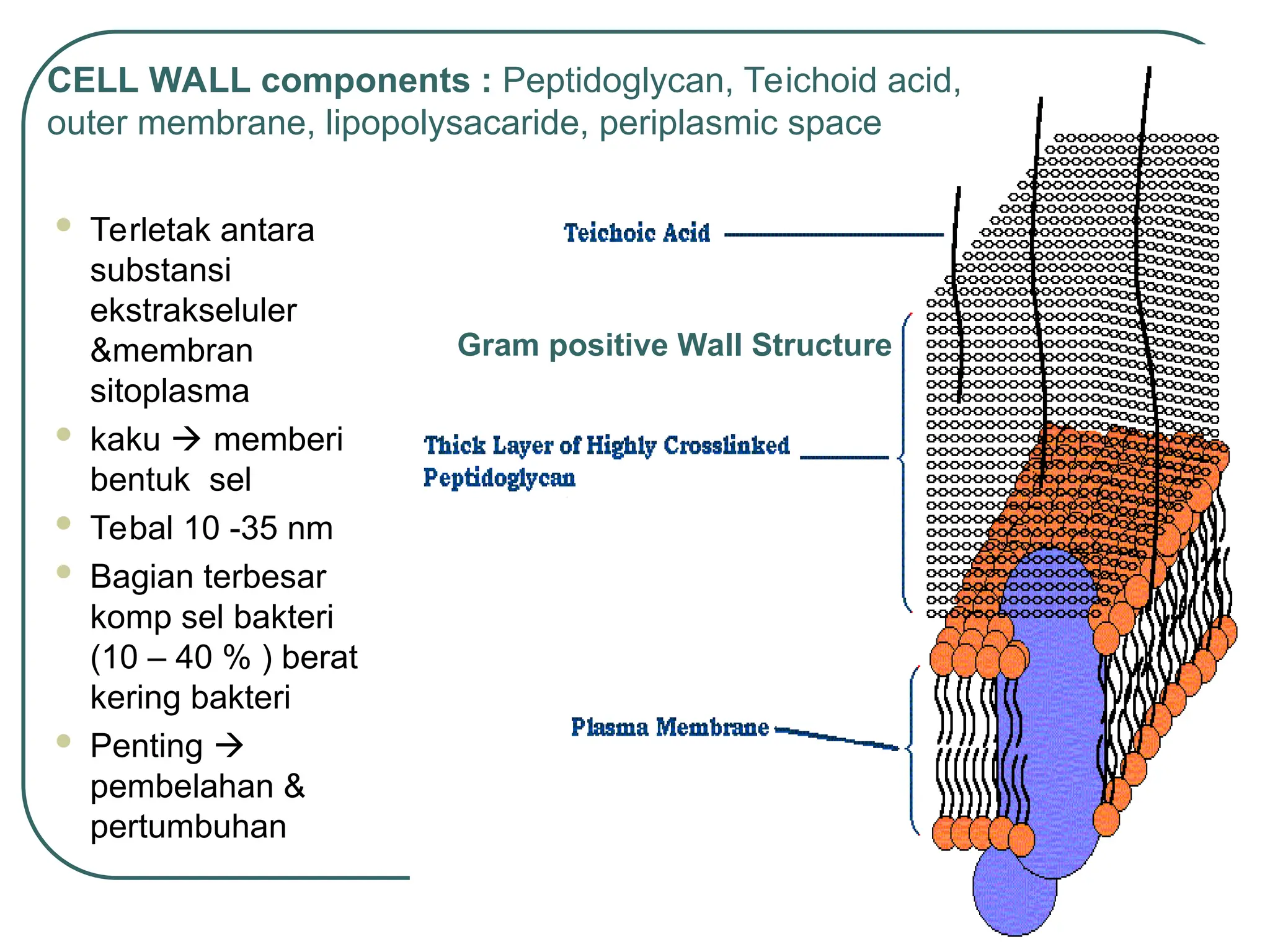 Gram positive Wall Structure
CELL WALL components : Peptidoglycan, Teichoid acid,
outer membrane, lipopolysacaride, periplasmic space
 Terletak antara
substansi
ekstrakseluler
&membran
sitoplasma
 kaku  memberi
bentuk sel
 Tebal 10 -35 nm
 Bagian terbesar
komp sel bakteri
(10 – 40 % ) berat
kering bakteri
 Penting 
pembelahan &
pertumbuhan
 