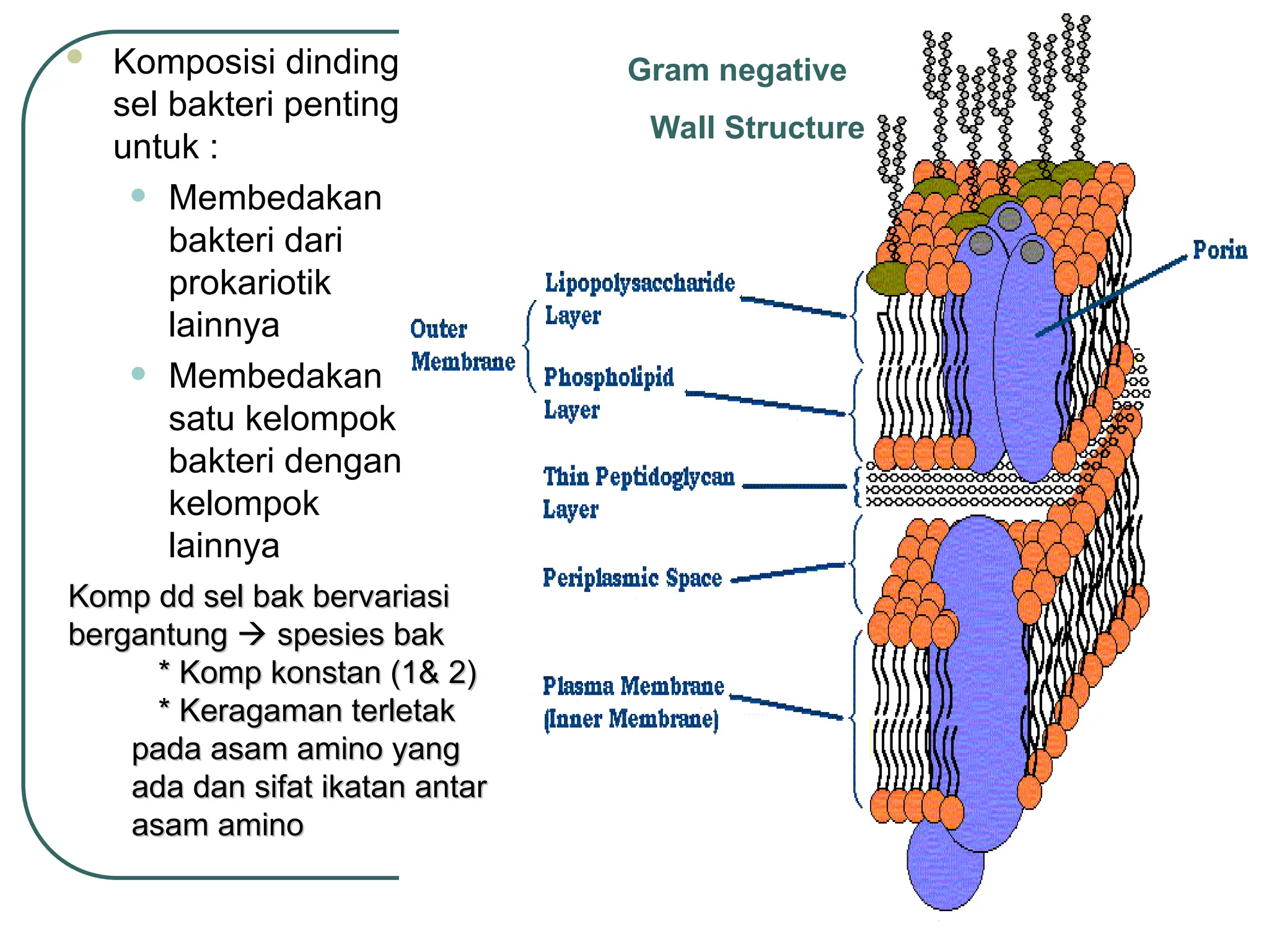 Gram negative
Wall Structure
 Komposisi dinding
sel bakteri penting
untuk :
• Membedakan
bakteri dari
prokariotik
lainnya
• Membedakan
satu kelompok
bakteri dengan
kelompok
lainnya
Komp dd sel bak bervariasi
Komp dd sel bak bervariasi
bergantung
bergantung 
 spesies bak
spesies bak
* Komp konstan (1& 2)
* Komp konstan (1& 2)
* Keragaman terletak
* Keragaman terletak
pada asam amino yang
pada asam amino yang
ada dan sifat ikatan antar
ada dan sifat ikatan antar
asam amino
asam amino
 