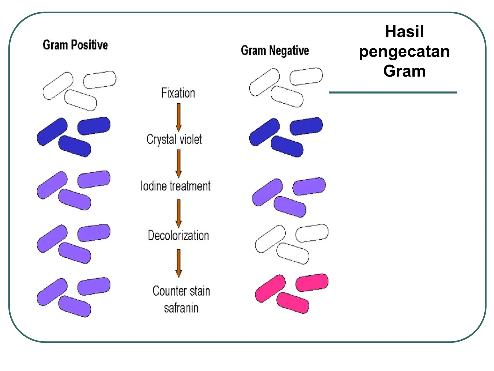 Hasil
pengecatan
Gram
 