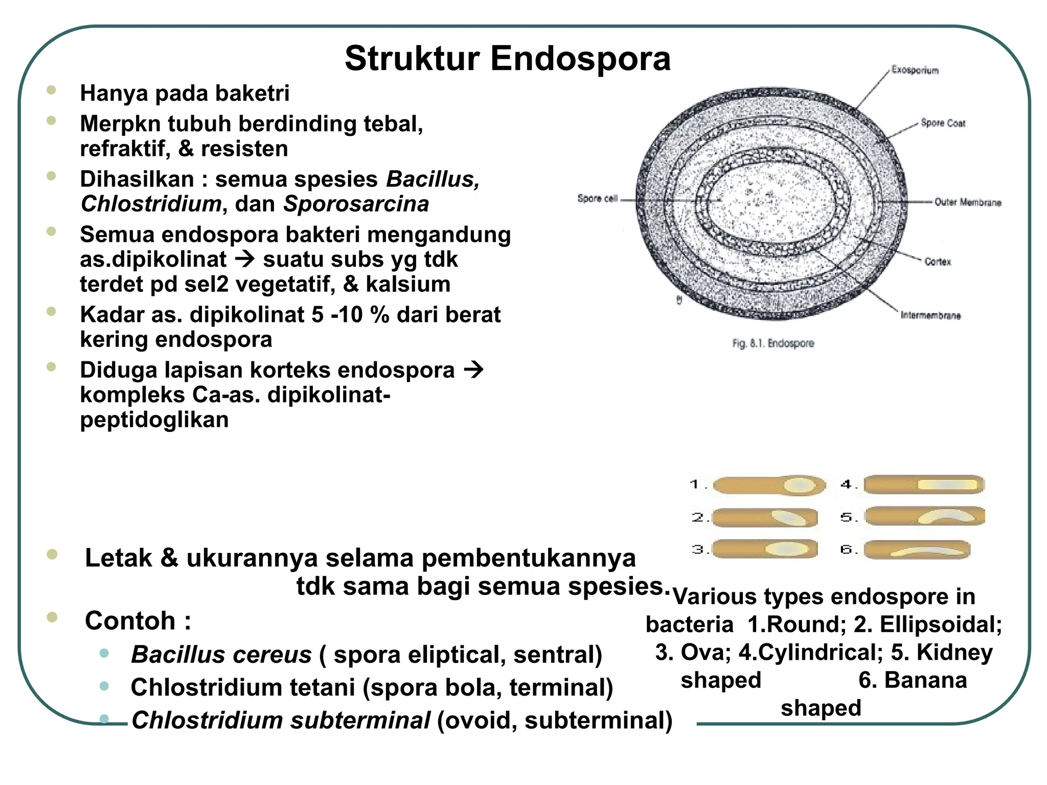 Struktur Endospora
 Hanya pada baketri
 Merpkn tubuh berdinding tebal,
refraktif, & resisten
 Dihasilkan : semua spesies Bacillus,
Chlostridium, dan Sporosarcina
 Semua endospora bakteri mengandung
as.dipikolinat  suatu subs yg tdk
terdet pd sel2 vegetatif, & kalsium
 Kadar as. dipikolinat 5 -10 % dari berat
kering endospora
 Diduga lapisan korteks endospora 
kompleks Ca-as. dipikolinat-
peptidoglikan
 Letak & ukurannya selama pembentukannya
tdk sama bagi semua spesies.
 Contoh :
• Bacillus cereus ( spora eliptical, sentral)
• Chlostridium tetani (spora bola, terminal)
• Chlostridium subterminal (ovoid, subterminal)
Various types endospore in
bacteria 1.Round; 2. Ellipsoidal;
3. Ova; 4.Cylindrical; 5. Kidney
shaped 6. Banana
shaped
 