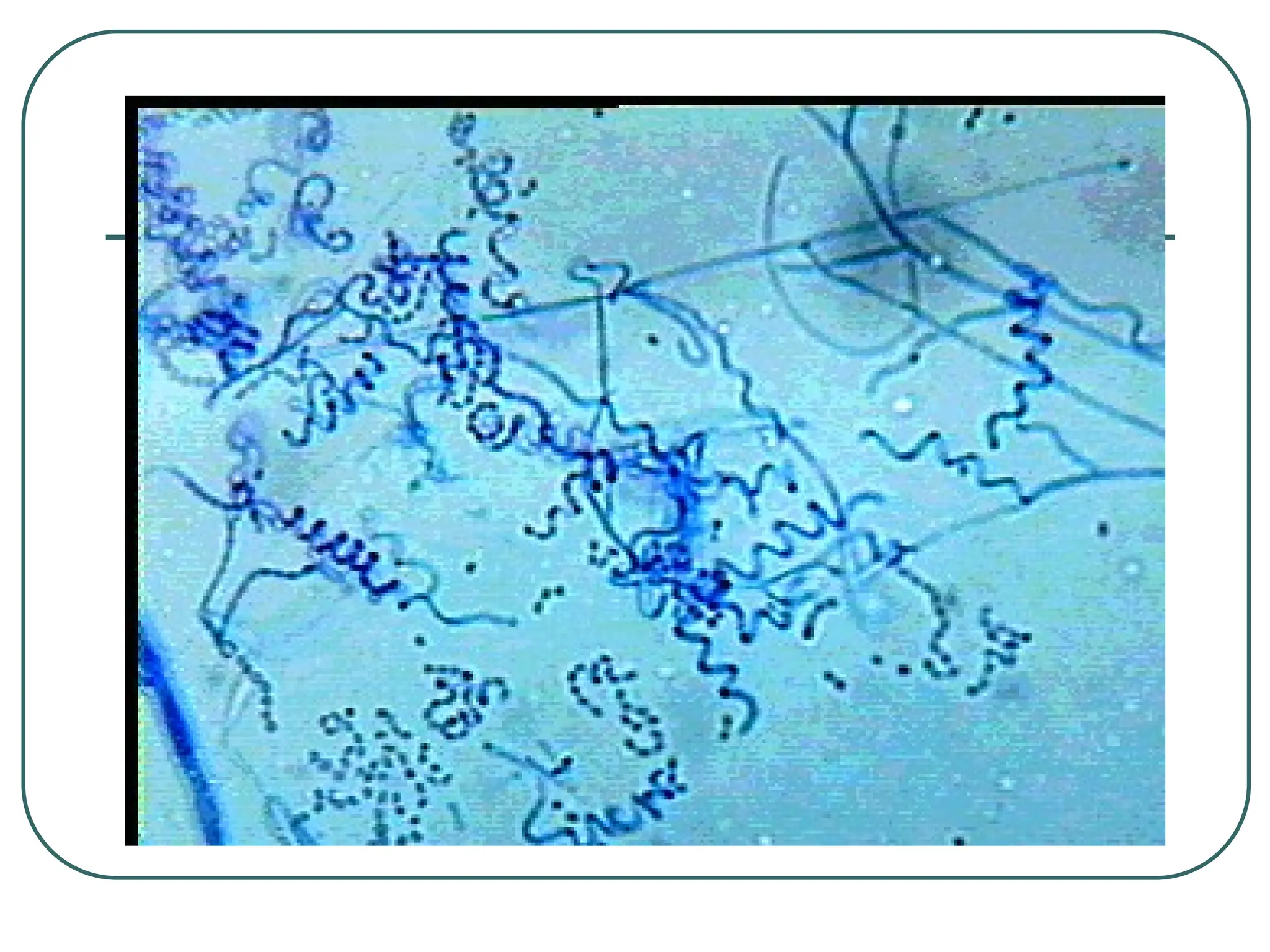 powerpoint kingdom eubacteria dan archaebacteria -3.ppt