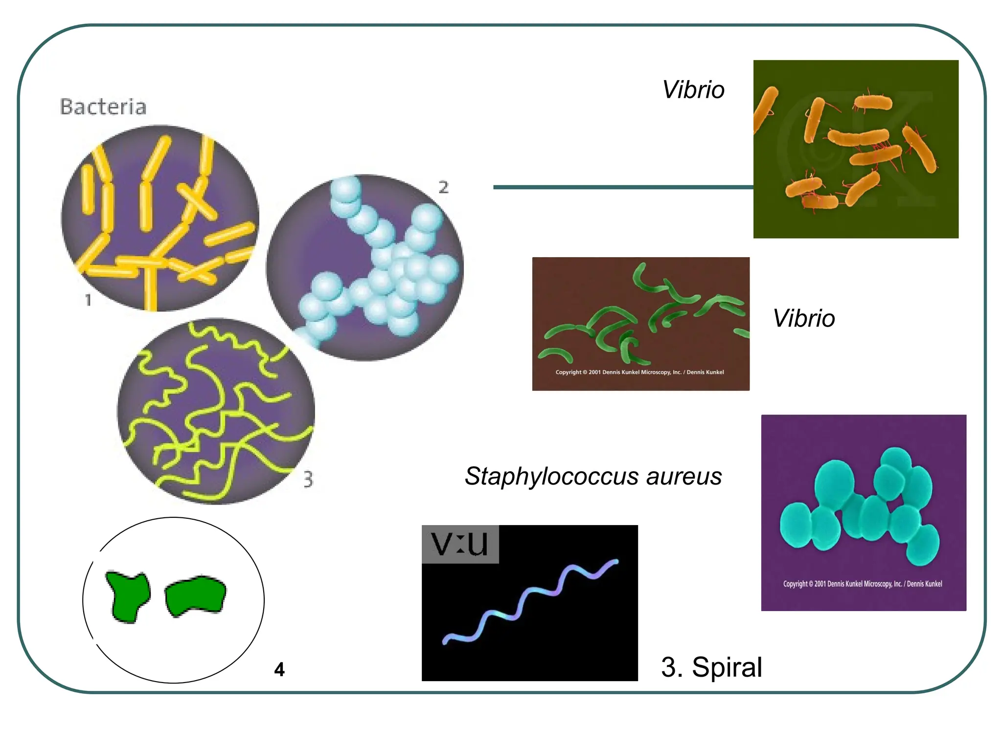 4
Vibrio
3. Spiral
Vibrio
Staphylococcus aureus
 