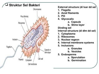  Struktur Sel Bakteri
External structure (di luar dd sel
1. Flagella
2. Axial filaments
3. Pili
4. Glycocalix
a. Capsule
b. Slime layer
Dinding sel
Internal structure (di dlm dd sel)
1. Cytoplasma
2. Ribosomes
3. Nuclear regeon
4. Internal membrane systems
5. Inclusions
a. Granules
b. Vesicles
5. Endosperms
a. Sporulation
b. Germination
 