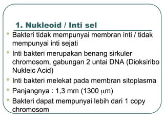 1. Nukleoid / Inti sel
 Bakteri tidak mempunyai membran inti / tidak
mempunyai inti sejati
 Inti bakteri merupakan benang sirkuler
chromosom, gabungan 2 untai DNA (Dioksiribo
Nukleic Acid)
 Inti bakteri melekat pada membran sitoplasma
 Panjangnya : 1,3 mm (1300 m)
 Bakteri dapat mempunyai lebih dari 1 copy
chromosom
 