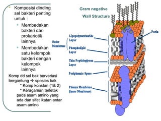Gram negative
Wall Structure
 Komposisi dinding
sel bakteri penting
untuk :
• Membedakan
bakteri dari
prokariotik
lainnya
• Membedakan
satu kelompok
bakteri dengan
kelompok
lainnya
Komp dd sel bak bervariasi
Komp dd sel bak bervariasi
bergantung
bergantung 
 spesies bak
spesies bak
* Komp konstan (1& 2)
* Komp konstan (1& 2)
* Keragaman terletak
* Keragaman terletak
pada asam amino yang
pada asam amino yang
ada dan sifat ikatan antar
ada dan sifat ikatan antar
asam amino
asam amino
 