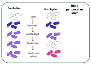 Hasil
pengecatan
Gram
 