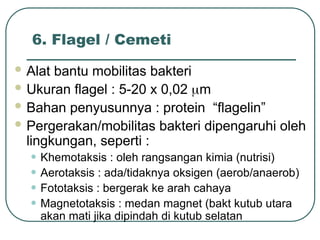 6. Flagel / Cemeti
 Alat bantu mobilitas bakteri
 Ukuran flagel : 5-20 x 0,02 m
 Bahan penyusunnya : protein “flagelin”
 Pergerakan/mobilitas bakteri dipengaruhi oleh
lingkungan, seperti :
• Khemotaksis : oleh rangsangan kimia (nutrisi)
• Aerotaksis : ada/tidaknya oksigen (aerob/anaerob)
• Fototaksis : bergerak ke arah cahaya
• Magnetotaksis : medan magnet (bakt kutub utara
akan mati jika dipindah di kutub selatan
 
