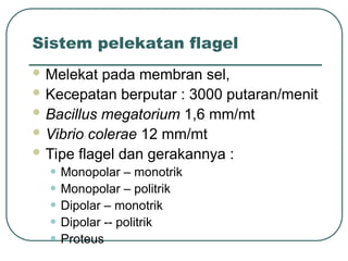 Sistem pelekatan flagel
 Melekat pada membran sel,
 Kecepatan berputar : 3000 putaran/menit
 Bacillus megatorium 1,6 mm/mt
 Vibrio colerae 12 mm/mt
 Tipe flagel dan gerakannya :
• Monopolar – monotrik
• Monopolar – politrik
• Dipolar – monotrik
• Dipolar -- politrik
• Proteus
 