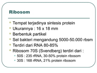 Ribosom
 Tempat terjadinya sintesis protein
 Ukurannya : 16 x 18 mm
 Berbentuk partikel
 Sel bakteri mengandung 5000-50.000 rbsm
 Terdiri dari RNA 80-85%
 Ribosom 70S (Svendberg) terdiri dari :
• 50S : 235 rRNA, 30-50% protein ribosom
• 30S : 168 rRNA, 21% protein ribosom
 