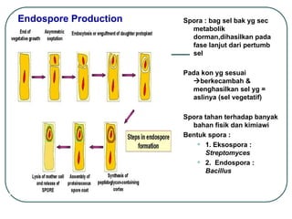Endospore Production Spora : bag sel bak yg sec
metabolik
dorman,dihasilkan pada
fase lanjut dari pertumb
sel
Pada kon yg sesuai
berkecambah &
menghasilkan sel yg =
aslinya (sel vegetatif)
Spora tahan terhadap banyak
bahan fisik dan kimiawi
Bentuk spora :
• 1. Eksospora :
Streptomyces
• 2. Endospora :
Bacillus
 