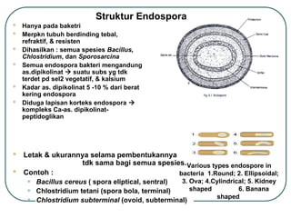 Struktur Endospora
 Hanya pada baketri
 Merpkn tubuh berdinding tebal,
refraktif, & resisten
 Dihasilkan : semua spesies Bacillus,
Chlostridium, dan Sporosarcina
 Semua endospora bakteri mengandung
as.dipikolinat  suatu subs yg tdk
terdet pd sel2 vegetatif, & kalsium
 Kadar as. dipikolinat 5 -10 % dari berat
kering endospora
 Diduga lapisan korteks endospora 
kompleks Ca-as. dipikolinat-
peptidoglikan
 Letak & ukurannya selama pembentukannya
tdk sama bagi semua spesies.
 Contoh :
• Bacillus cereus ( spora eliptical, sentral)
• Chlostridium tetani (spora bola, terminal)
• Chlostridium subterminal (ovoid, subterminal)
Various types endospore in
bacteria 1.Round; 2. Ellipsoidal;
3. Ova; 4.Cylindrical; 5. Kidney
shaped 6. Banana
shaped
 