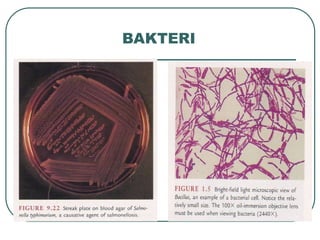 BAKTERI
 