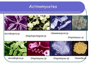 powerpoint kingdom eubacteria dan archaebacteria -3.ppt