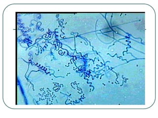 powerpoint kingdom eubacteria dan archaebacteria -3.ppt