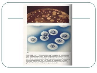 powerpoint kingdom eubacteria dan archaebacteria -3.ppt