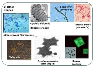 2. Other
shapes
Streptomyces (filamentous)
Leptothrix
(sheathed)
Prosthecomicrobium
(star-shaped)
Yersinia pestis
(pleumorfic)
Alysiella filiformis
(tricome-shaped)
Galionella
Square
bacteria
 