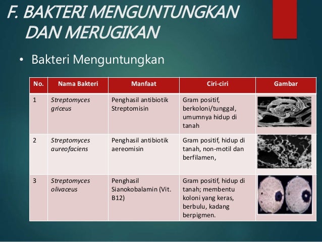 MIKROBIOLOGI DAN PARASITOLOGI BAKTERI 