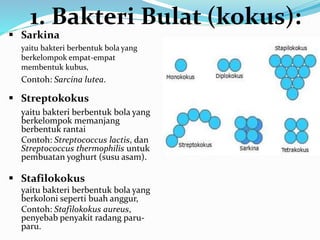  Sarkina
yaitu bakteri berbentuk bola yang
berkelompok empat-empat
membentuk kubus,
Contoh: Sarcina lutea.
 Streptokokus
yaitu bakteri berbentuk bola yang
berkelompok memanjang
berbentuk rantai
Contoh: Streptococcus lactis, dan
Streptococcus thermophilis untuk
pembuatan yoghurt (susu asam).
 Stafilokokus
yaitu bakteri berbentuk bola yang
berkoloni seperti buah anggur,
Contoh: Stafilokokus aureus,
penyebab penyakit radang paru-
paru.
1. Bakteri Bulat (kokus):
 