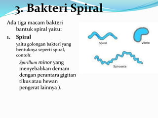 Ada tiga macam bakteri
bantuk spiral yaitu:
1. Spiral
yaitu golongan bakteri yang
bentuknya seperti spiral,
contoh:
Spirillum minor yang
menyebabkan demam
dengan perantara gigitan
tikus atau hewan
pengerat lainnya ).
3. Bakteri Spiral
 
