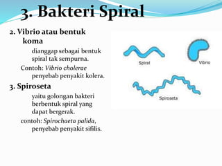 2. Vibrio atau bentuk
koma
dianggap sebagai bentuk
spiral tak sempurna.
Contoh: Vibrio cholerae
penyebab penyakit kolera.
3. Spiroseta
yaitu golongan bakteri
berbentuk spiral yang
dapat bergerak.
contoh: Spirochaeta palida,
penyebab penyakit sifilis.
3. Bakteri Spiral
 