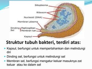 Struktur tubuh bakteri, terdiri atas:
 Kapsul, berfungsi untuk mempertahankan dan melindungi
diri
 Dinding sel, berfungsi untuk melindungi sel
 Membran sel, berfungsi mengatur keluar masuknya zat
keluar atau ke dalam sel
 