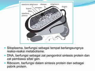  Sitoplasma, berfungsi sebagai tempat berlangsungnya
reaksi-reaksi metabolisme.
 DNA, berfungsi sebagai zat pengontrol sintesis protein dan
zat pembawa sifat/ gen.
 Ribosom, berfungsi dalam sintesis protein dan sebagai
pabrik protein.
 