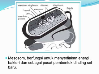  Mesosom, berfungsi untuk menyediakan energi
bakteri dan sebagai pusat pembentuk dinding sel
baru.
 