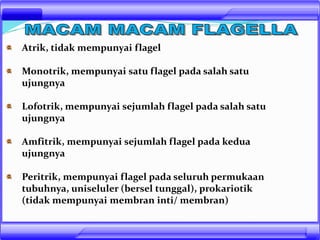 Atrik, tidak mempunyai flagel
Monotrik, mempunyai satu flagel pada salah satu
ujungnya
Lofotrik, mempunyai sejumlah flagel pada salah satu
ujungnya
Amfitrik, mempunyai sejumlah flagel pada kedua
ujungnya
Peritrik, mempunyai flagel pada seluruh permukaan
tubuhnya, uniseluler (bersel tunggal), prokariotik
(tidak mempunyai membran inti/ membran)
 