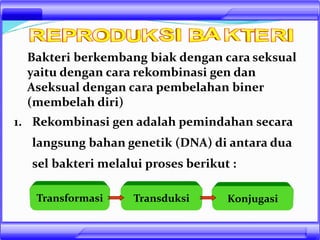 Bakteri berkembang biak dengan cara seksual
yaitu dengan cara rekombinasi gen dan
Aseksual dengan cara pembelahan biner
(membelah diri)
1. Rekombinasi gen adalah pemindahan secara
langsung bahan genetik (DNA) di antara dua
sel bakteri melalui proses berikut :
TransduksiTransformasi Konjugasi
 
