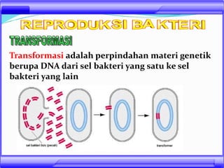 Transformasi adalah perpindahan materi genetik
berupa DNA dari sel bakteri yang satu ke sel
bakteri yang lain
 
