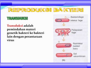 Transduksi adalah
pemindahan materi
genetik bakteri ke bakteri
lain dengan perantaraan
virus
 