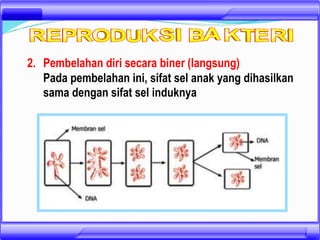 2. Pembelahan diri secara biner (langsung)
Pada pembelahan ini, sifat sel anak yang dihasilkan
sama dengan sifat sel induknya
 