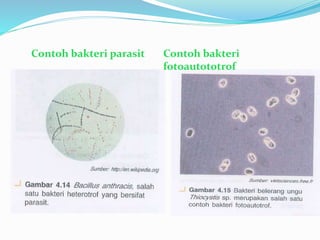 Contoh bakteri parasit Contoh bakteri
fotoautototrof
 