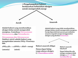 Pengelompokan bakteri
berdasarkan kebutuhan oksigen
untuk memperoleh energi
Aerob Anaerob
Adalah bakteri yang membutuhkan
oksigen bebas untuk memperoleh
energinya. Contohnya Nitrosomonas
Nitrosococcus, dan Nitrosobacter.
Nitrosomonas dan Nitrosococcus
(baklteri nitrit) adalah bakteri yang
mengoksidasi amonia (NH3). Prosesnya
Sbb.
2NH3+3O2 2HNO2 + 2H2O + energi
(amonia) (nitrit)
Adalah bakteri yang tidak membutuhkan
oksigen bebas untuk memperoleh energinya.
Energi diperoleh dari proses perombakan
senyawa organik tanapa menggunakan
oksigen yang disebut fermentasi.
Bakteri anaerob obligat
Hanya dapat hidup
tanpa adanya oksigen.
C/ Clostridium tetani
Bakteri anaerob
fakultatif
Dapat hidup jika ada
oksigen maupun tidak
oksigen. c/ E. coli dan
Lactobacillus sp.
 