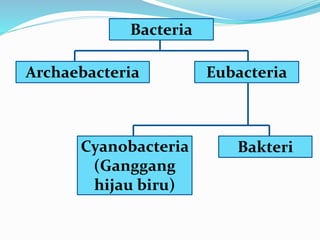 Bacteria
Cyanobacteria
(Ganggang
hijau biru)
EubacteriaArchaebacteria
Bakteri
 