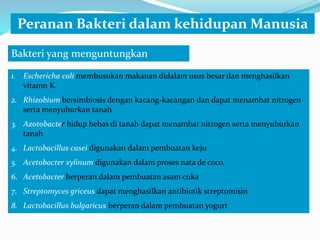 Peranan Bakteri dalam kehidupan Manusia
Bakteri yang menguntungkan
1. Eschericha coli membusukan makanan didalam usus besar dan menghasilkan
vitamn K.
2. Rhizobium bersimbiosis dengan kacang-kacangan dan dapat menambat nitrogen
serta menyuburkan tanah
3. Azotobacter hidup bebas di tanah dapat menambat nitrogen serta menyuburkan
tanah
4. Lactobacillus casei digunakan dalam pembuatan keju
5. Acetobacter xylinum digunakan dalam proses nata de coco.
6. Acetobacter berperan dalam pembuatan asam cuka
7. Streptomyces griceus dapat menghasilkan antibiotik streptomisin
8. Lactobacillus bulgaricus berperan dalam pembuatan yogurt
 