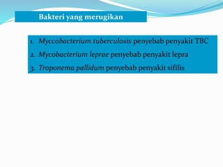 Bakteri yang merugikan
1. Myccobacterium tuberculosis penyebab penyakit TBC
2. Mycobacterium leprae penyebab penyakit lepra
3. Troponema pallidum penyebab penyakit sifilis
 
