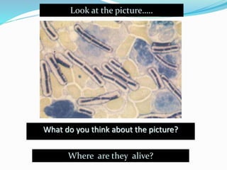 What do you think about the picture?
Where are they alive?
Look at the picture…..
 