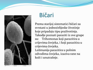 Bičari
Prema starijoj sistematici bičari su
svrstani u jednoćelijeske životinje
koje pripadaju tipu praživotinja.
Takodje poznati paraziti iz ove grupe
su: Trihomonas koji parazitira u
crijevima čovjeka, i koji parazitira u
crijevima čovjeka.
Leišmanija parazitira u polnim
odvodima čovjeka, izaziva rane na
koži i unutrašnje.
 