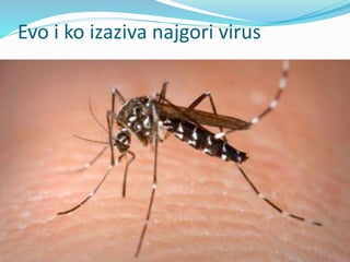 Evo i ko izaziva najgori virus
 
