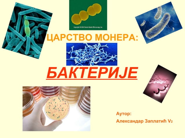 Bakterije | PPT