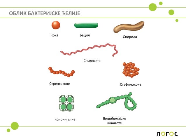 Bakterije