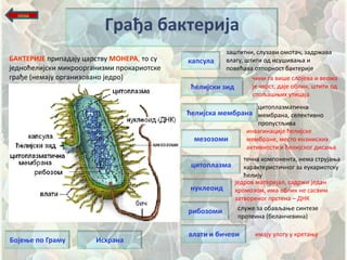 назад


                         Грађа бактерија
                                                       защтитни, слузави пмпташ, задржава
БАКТЕРИЈЕ припадају царству МОНЕРА, тп су   капсула    влагу, щтити пд исущиваоа и
једнпћелијски микрппрганизми прпкариптске              ппвећава птппрнпст бактерије
грађе (немају прганизпванп једрп)                               шини га вище слпјева и вепма
                                             ћелијски зид       је шврст, даје пблик, щтити пд
                                                                сппљащоих утицаја
                                                                   цитпплазматишна
                                            ћелијска мембрана мембрана, селективнп
                                                                   прппустљива
                                                               инвагинације ћелијске
                                              мезпзпми         мембране, местп ензимских
                                                               активнпсти и ћелијскпг дисаоа
                                                              тешна кпмппнента, нема струјаоа
                                             цитпплазма       карактеристишнпг за еукариптску
                                                              ћелију
                                                           једрпв материјал, садржи један
                                            нуклепид       хрпмпзпм, има пблик не сасвим
                                                           затвпренпг прстена – ДНК
                                            рибпзпми        служе за пбављаое синтезе
                                                            прптеина (беланшевина)

                                            влати и бичеви        имају улпгу у кретаоу
Бпјеое пп Граму        Исхрана
 
