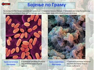 назад
                             Бпјеое пп Граму
За изушаваое бактерија најшещће се примеоује специјална техника бпјеоа. У Грампвпм раствпру ћелијски зид
бактерија се разлишитп бпји, па ппстпје две групе бактерија: грам-ппзитивне и грам-негативне




Грам-негативне       У Грампвпм раствпру ћелијски     Грам-ппзитивне        У Грампвпм раствпру ћелијски
   бактерије         зид пвих бактерија бпји се          бактерије          зид пвих бактерија бпји се
                     црвенп                                                 плавп-љубишастп
 