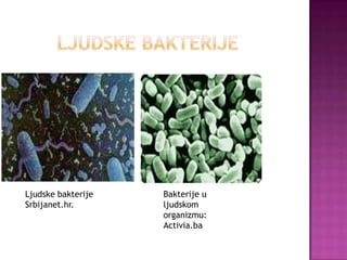 Bakterije | PPTX