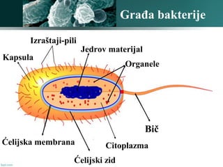 Građa bakterije
Ćelijski zid
Jedrov materijal
Organele
Ćelijska membrana
Bič
Citoplazma
Kapsula
Izraštaji-pili
 